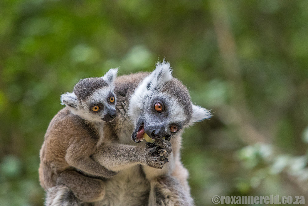 Ring-tailed lemurs at Monkeyland, Garden Route - things to do from Fancourt