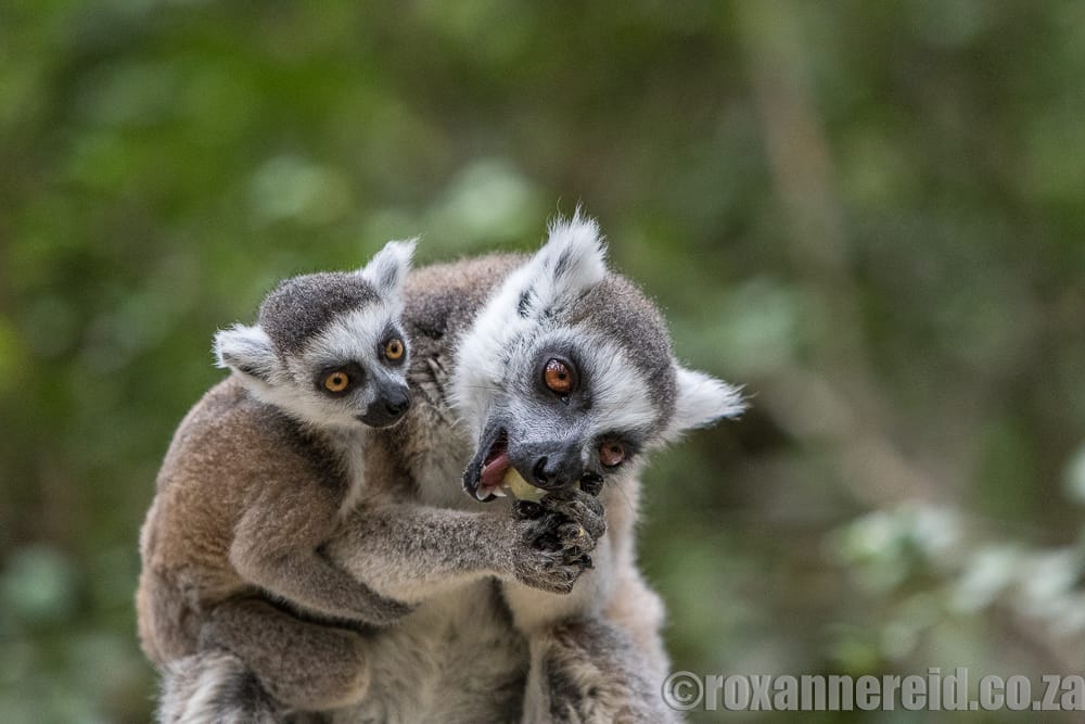 Ring-tail lemurs, Monkeyland, Garden Route