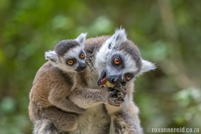 Ring-tailed lemurs at Monkeyland in Plettenberg Bay