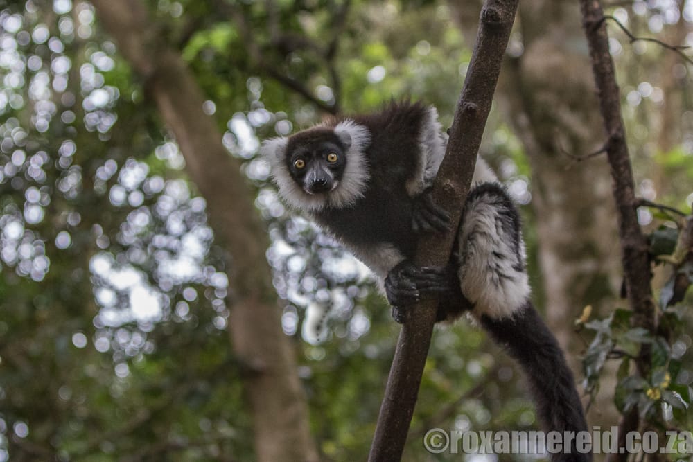 Lemur, Monkeyland, Garden Route