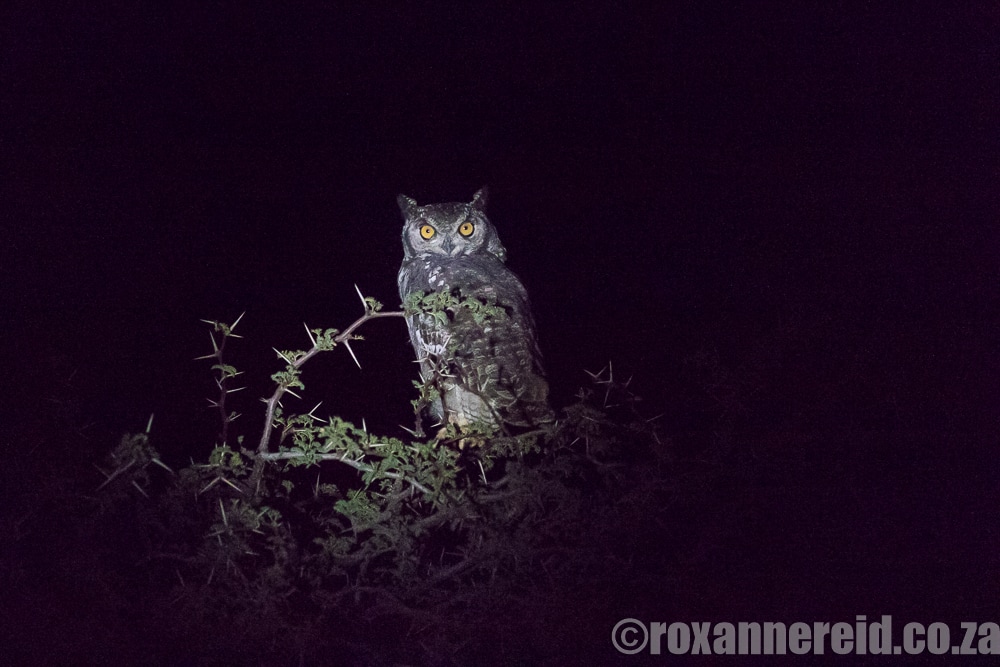 Spotted eagle-owl, Mokala National Park
