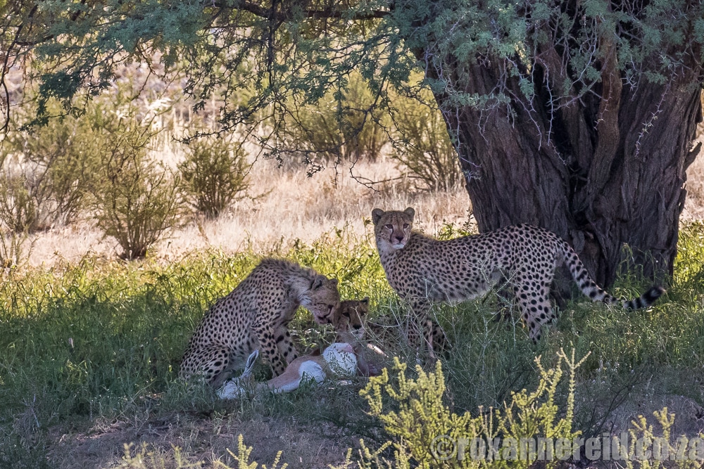 Cheetahs on a kill, Kgalagadi Transfrontier Park