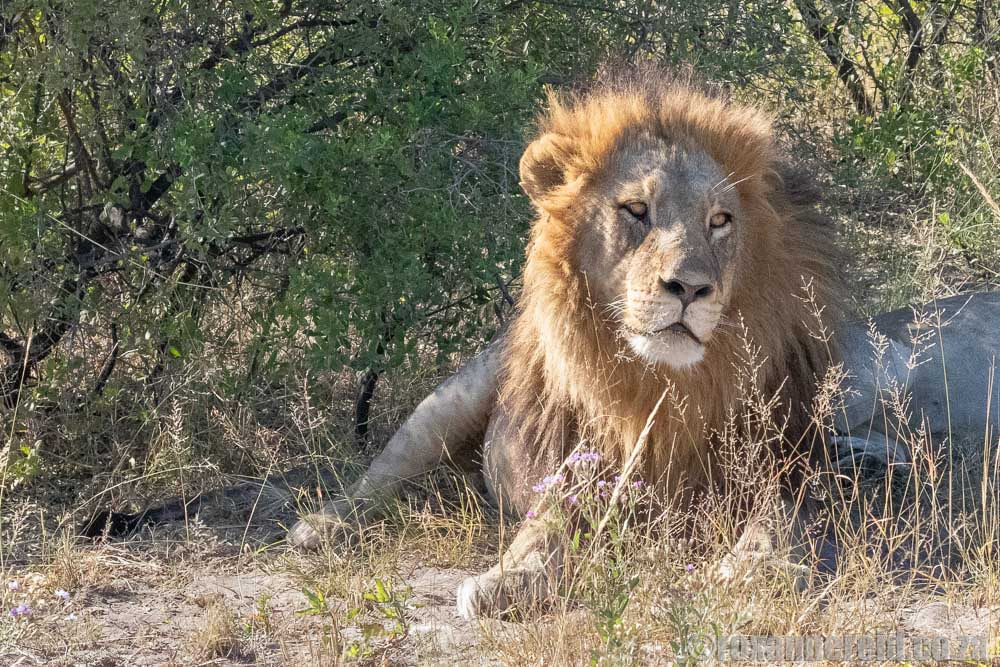 Okavango lion