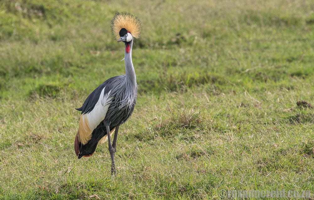 Crowned crane, Little Governors Camp, Maasai Mara, Kenya