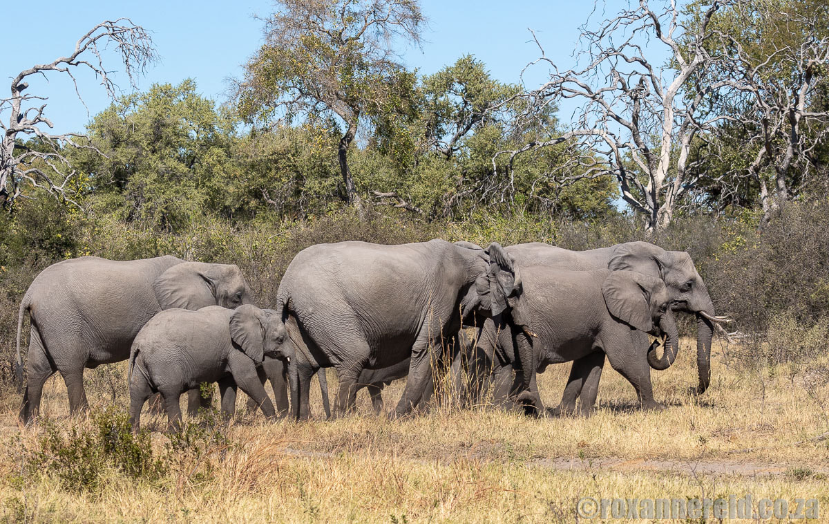 Elephants at Selinda, Botswana