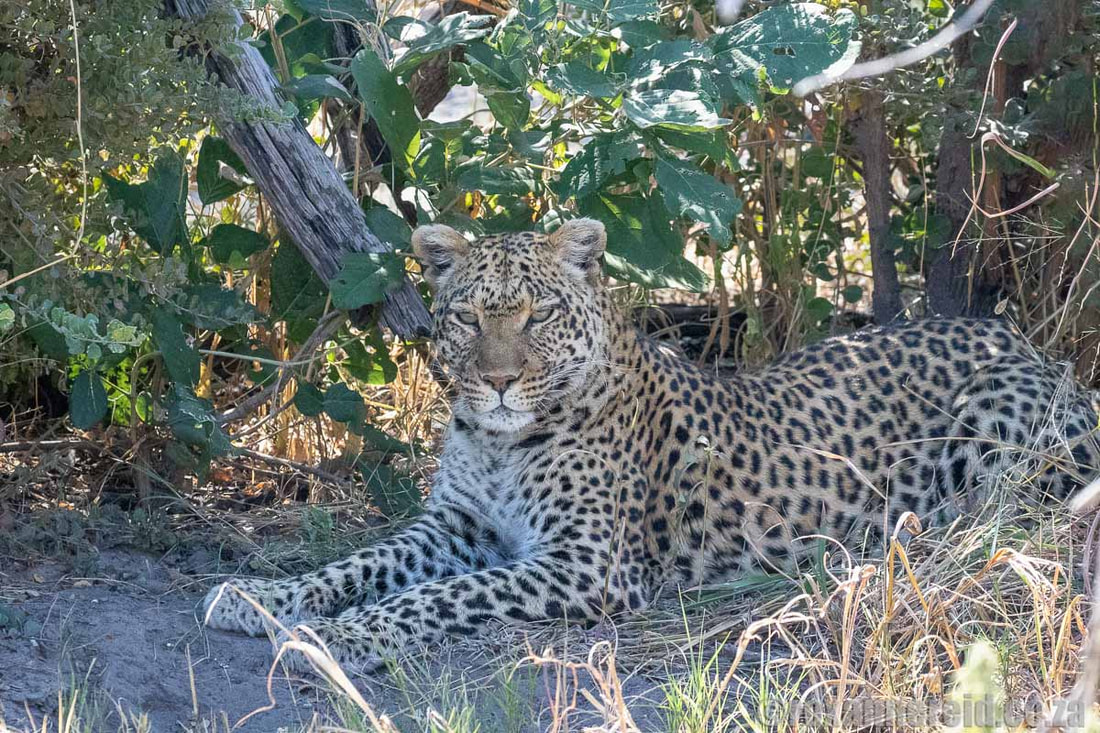Leopard on a Botswana safari, Selinda