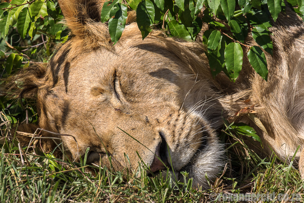 Lion, Mara Expedition Camp, Maasai Mara, Kenya