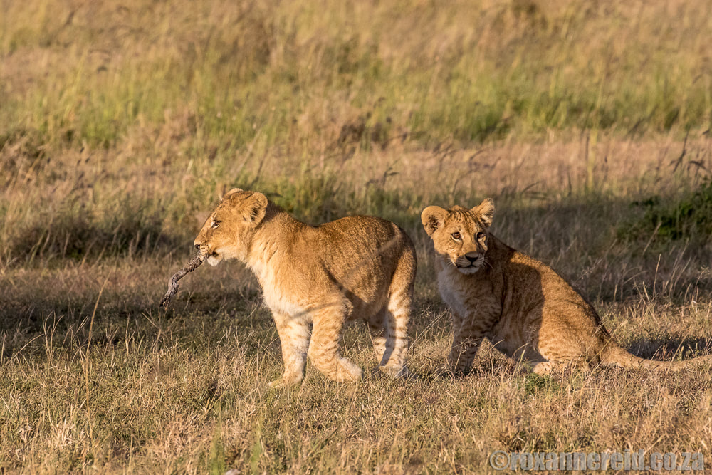 Lion cubs, Mara Expedition Camp, Maasai Mara, Kenya