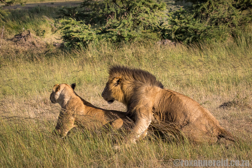 Mating lions, Mara Expedition Camp, Maasai Mara, Kenya