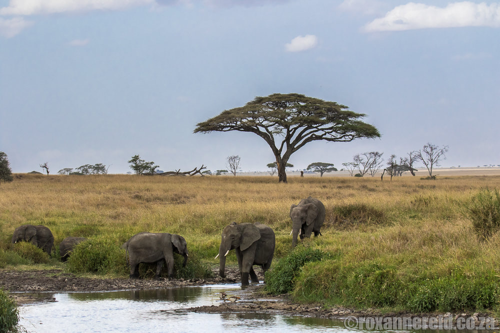 Elephants drinking, Serengeti National Park, Tanzania