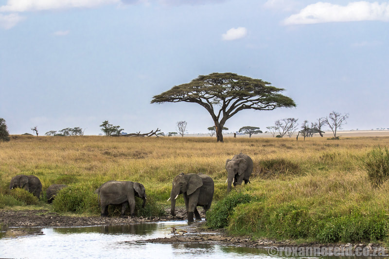 Elephants on a Serengeti safari, Tanzania