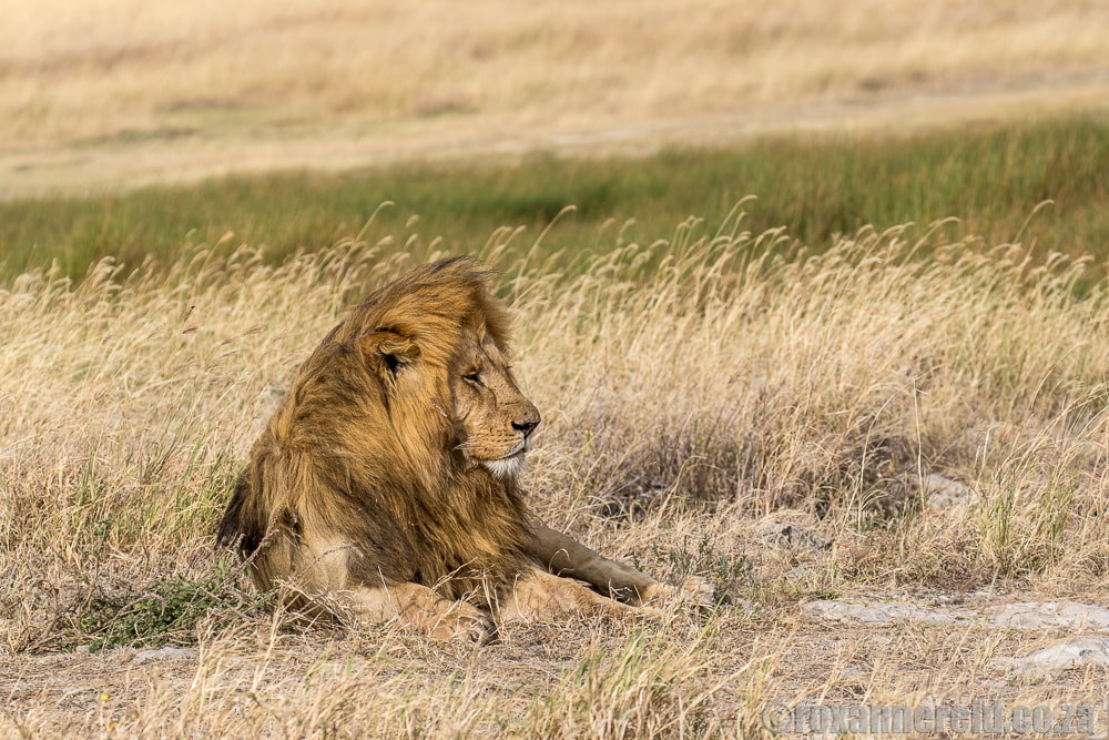 Lion, Serengeti National Park, Tanzania