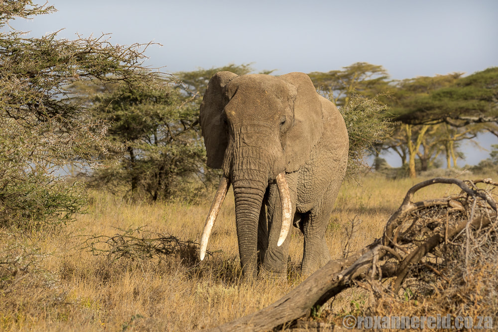 Elephant, 10 reasons to visit Serengeti in Tanzania on safari