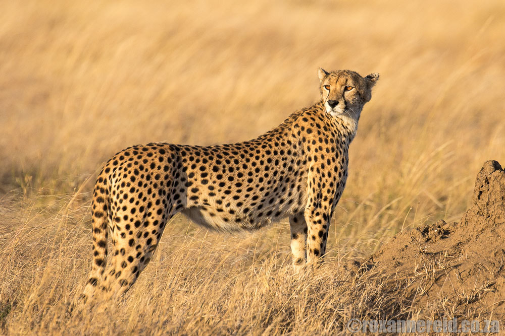 Tanzania safari - Serengeti cheetah