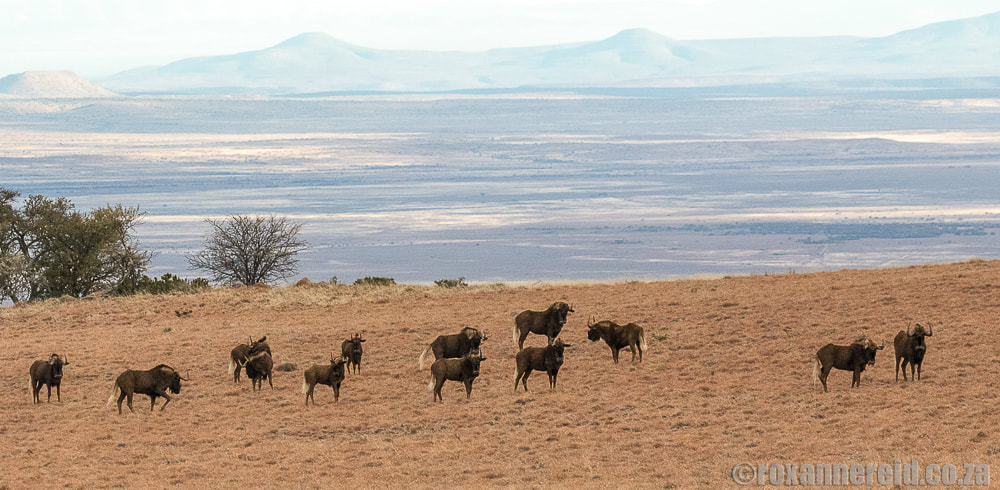 Black wildebeest, Samara Private Game Reserve, Graaff-Reinet, Eastern Cape Karoo