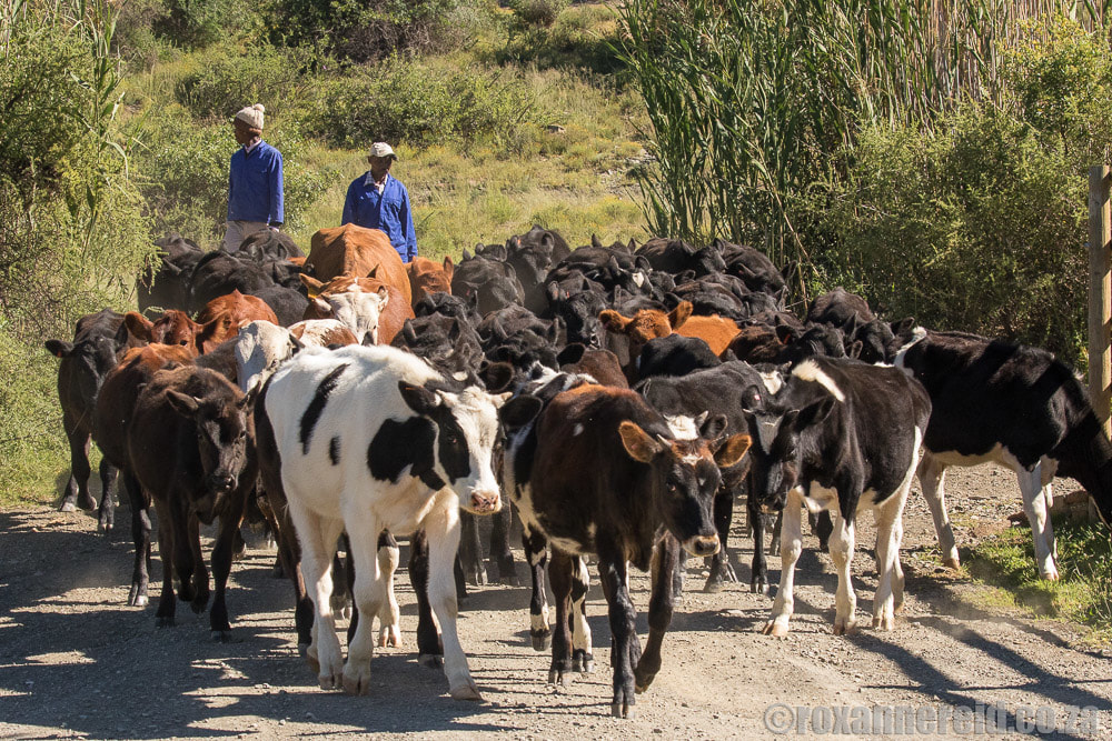 Cow herding in the Karoo