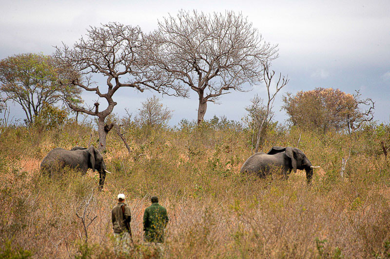Tracking elephants at Londolozi in the Sabi Sands, Greater Kruger Park