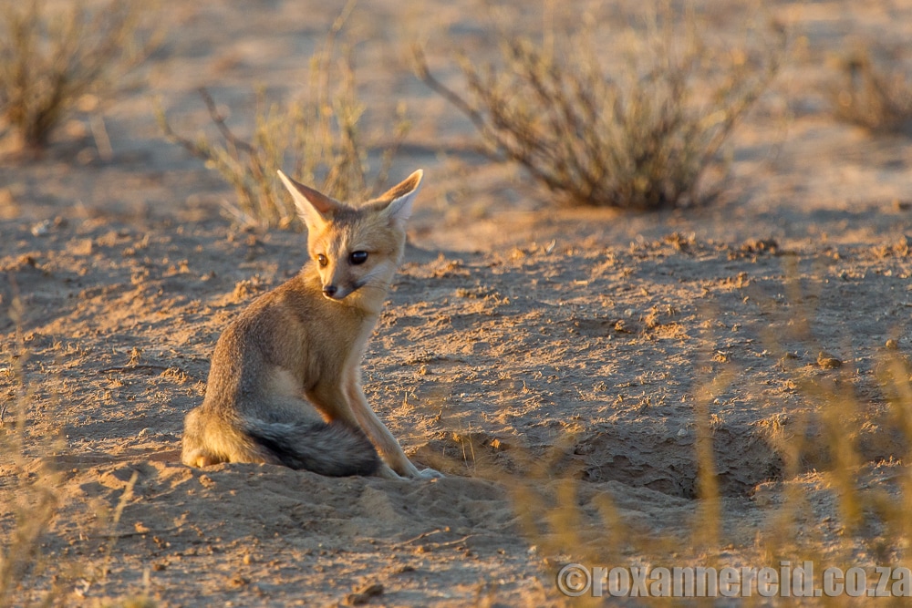Sunset drive in the Kgalagadi Transfrontier Park