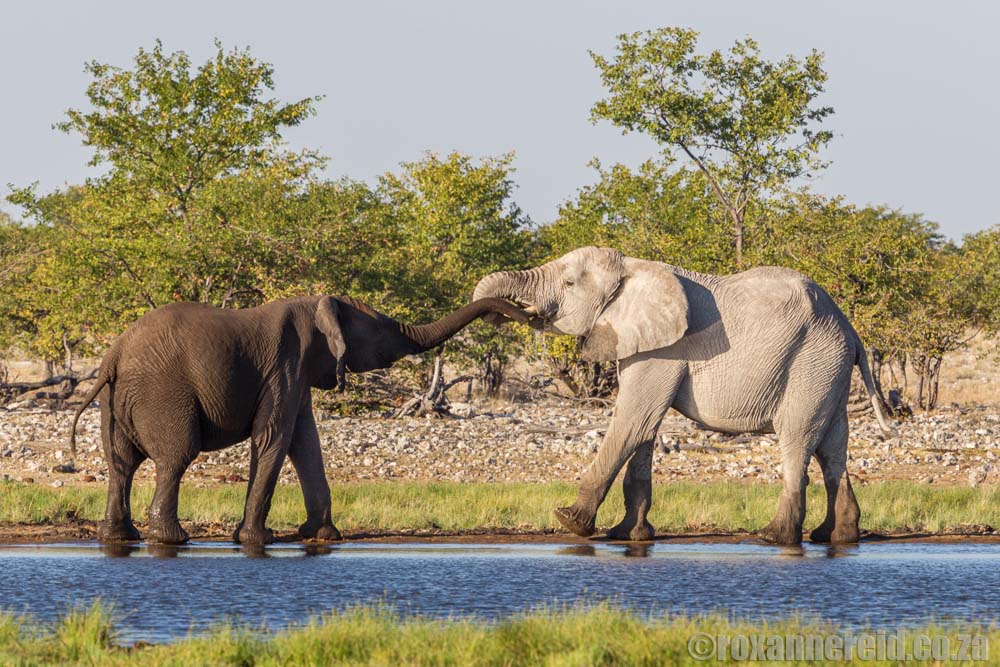 Is Namibia safe? Give elephants space