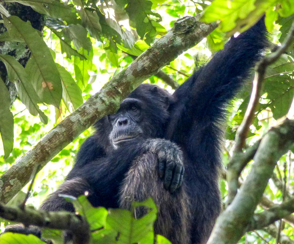 Tourist places in Africa to see chimpanzees: Kibale Forest in Uganda