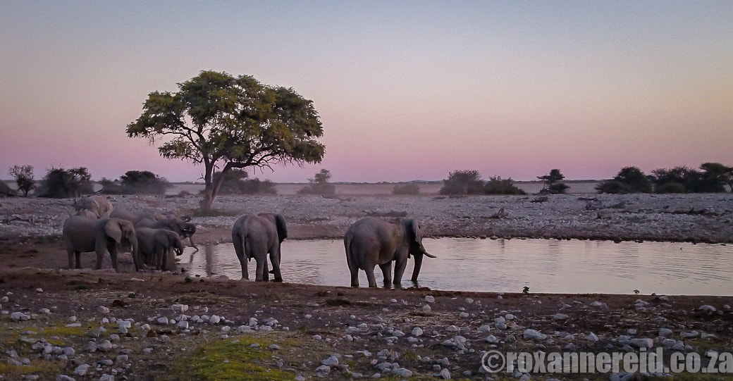 Etosha safari with Etosha elephants at Okaukuejo resort