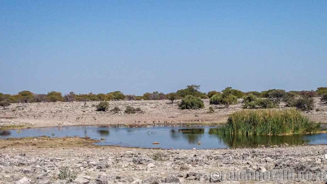 Homob, 12 of the best waterholes at Etosha National Park, Namibia