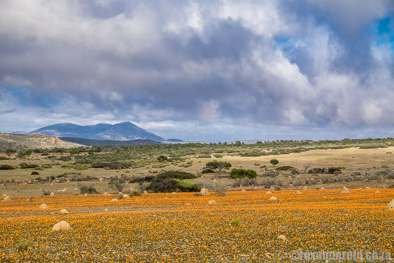 Namaqua National Park, Northern Cape, South Africa