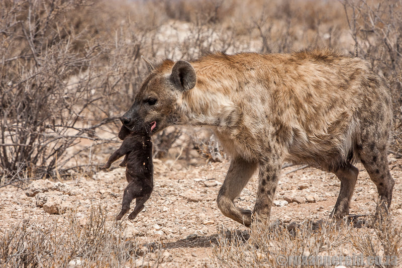 Spotted hyena with cub, Kgalagadi Transfronteir Park