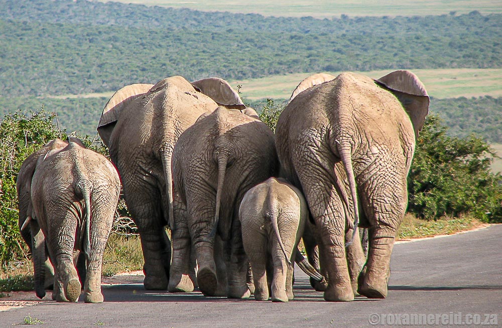 Interesting facts about elephants, Letaba rest camp, Kruger