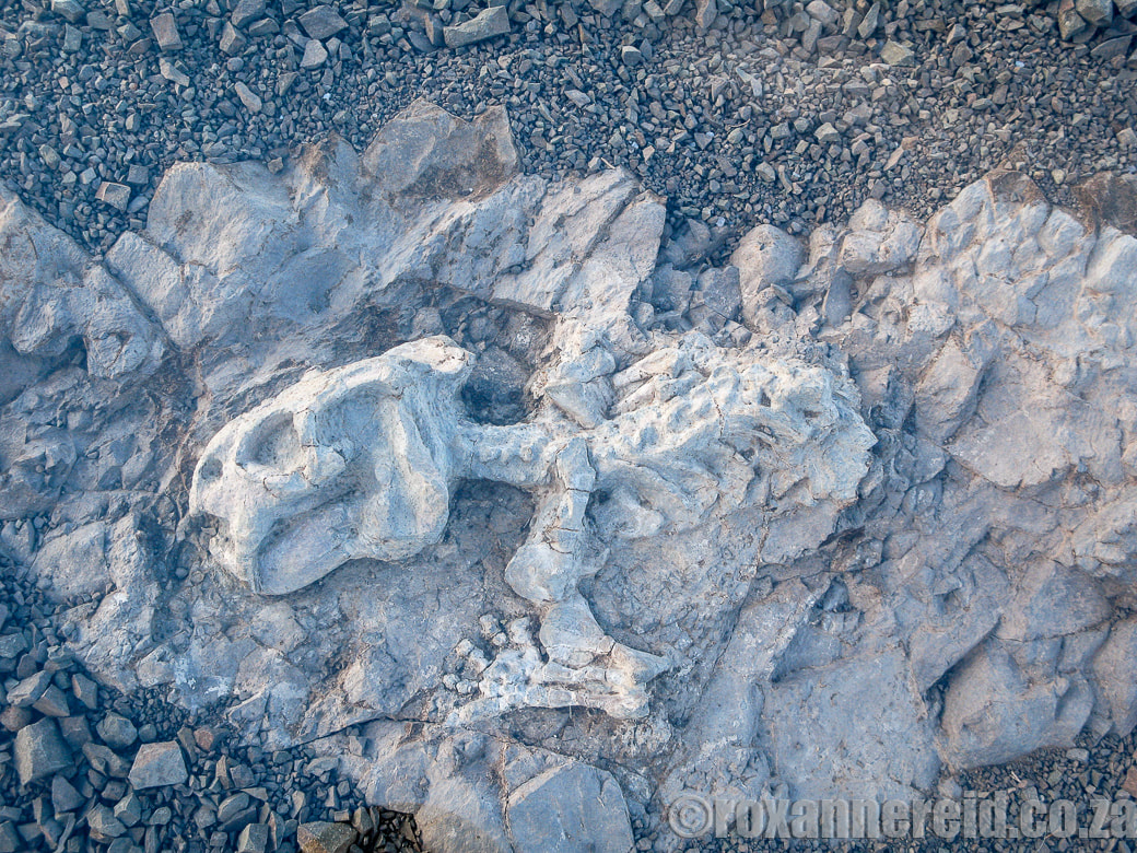 Karoo National Park fossils
