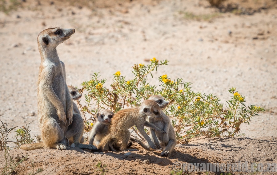 Kgalagadi Transfrontier Park, Northern Cape, South Africa
