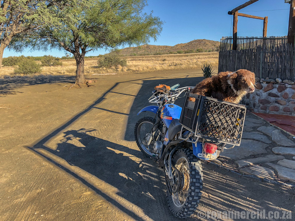 Motorbike and sheepdog at Mesosaurus Fossil Camp, Namibia