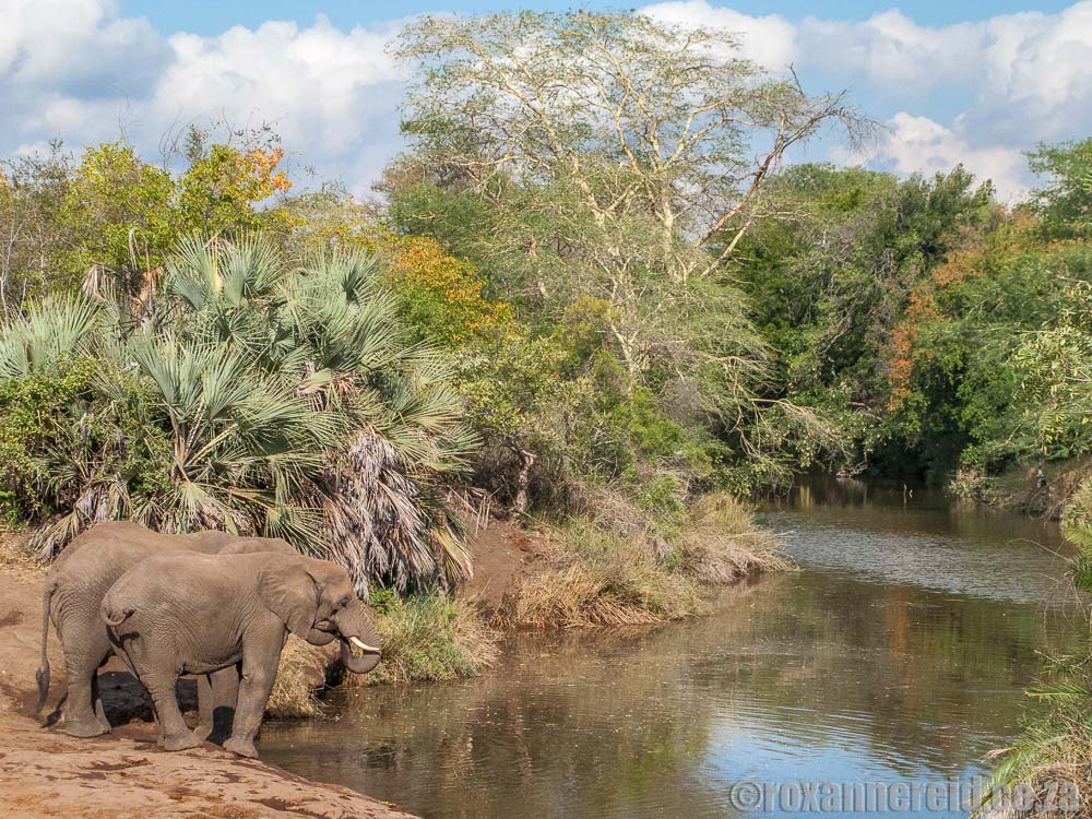 Best place for safari in Africa - Kruger National Park safari