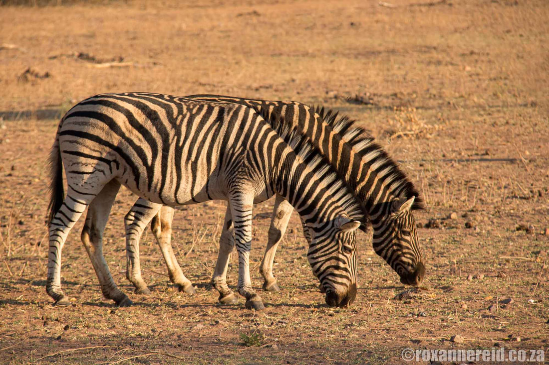 Burchell's zebra, Marakele National Park