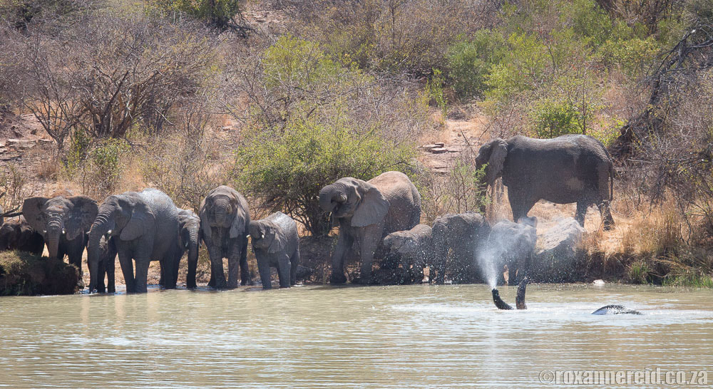 Elephants at the Big 5 Marakele National Park