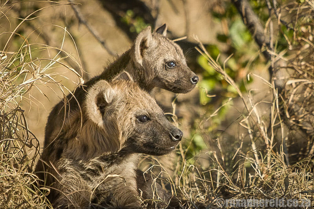Best safari in Africa: spotted hyenas on a South Africa safari