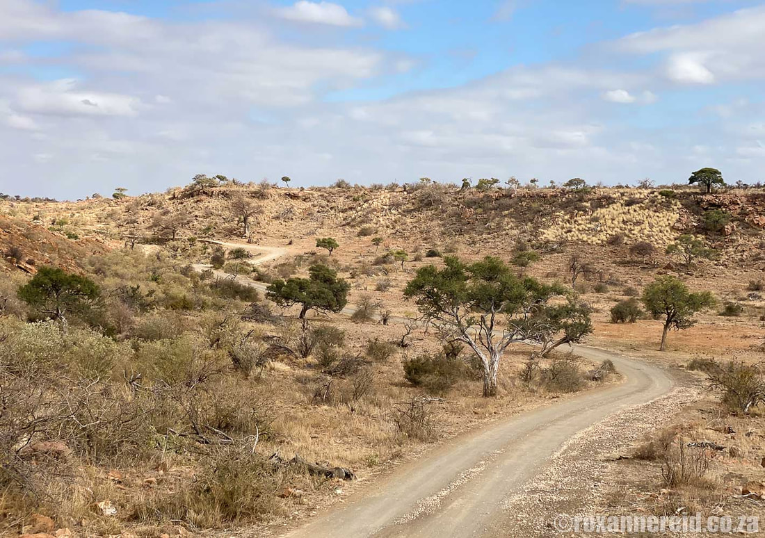 Mapungubwe National Park landscape and winding road