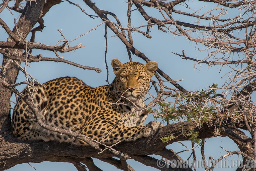 Leopard, Etosha, Namibia