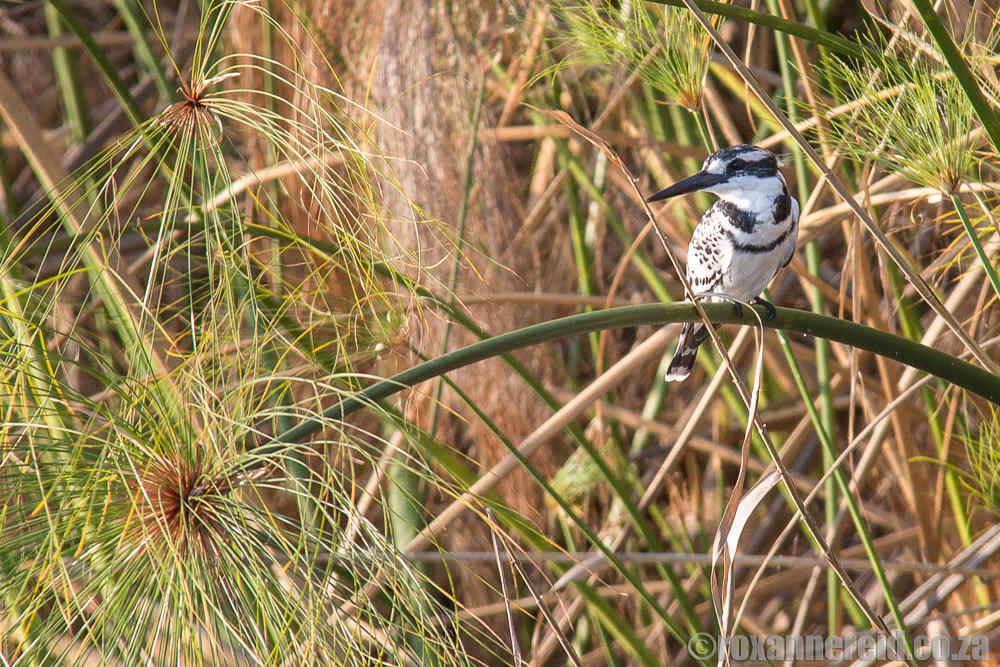 Birding in the Zambezi region of Namibia