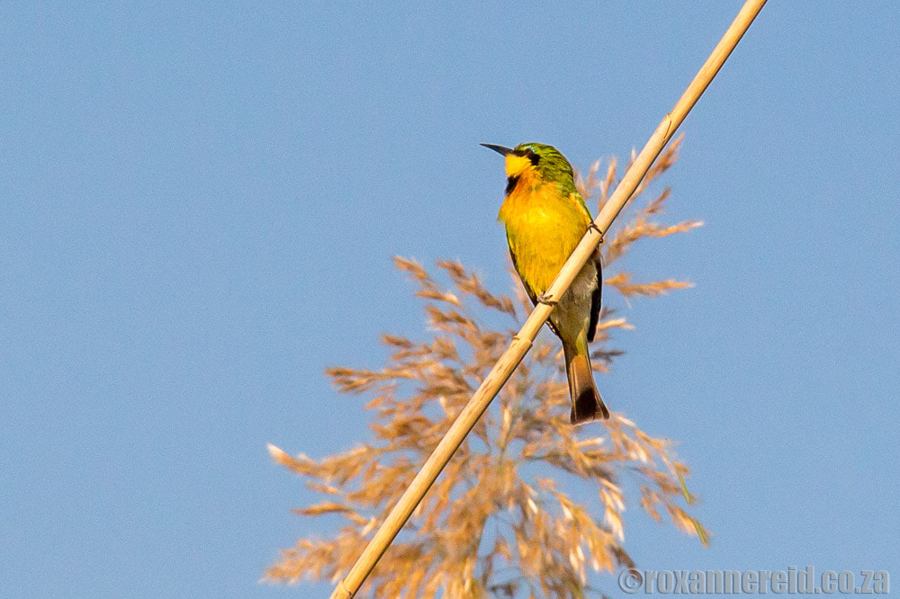 Little bee-eater, Zambezi region, Namibia