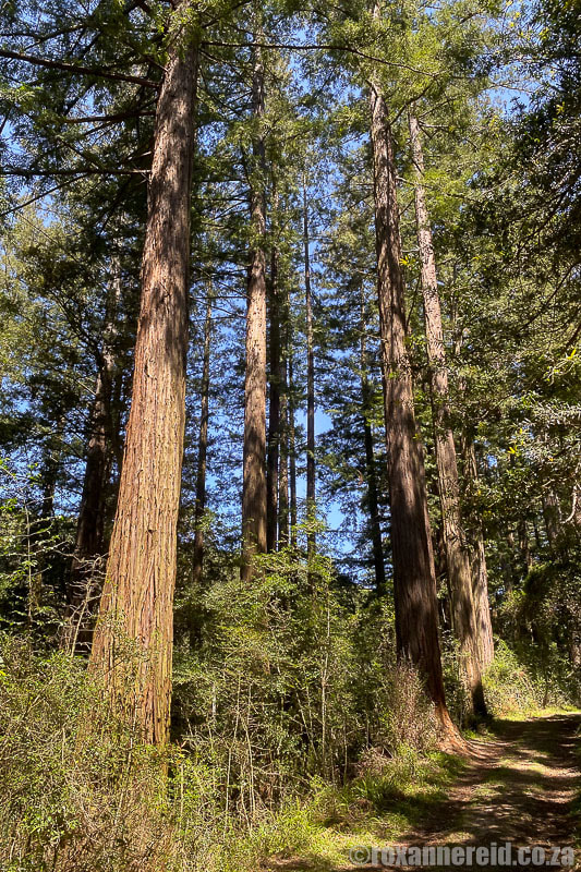 Grootvadersbosch redwood trees