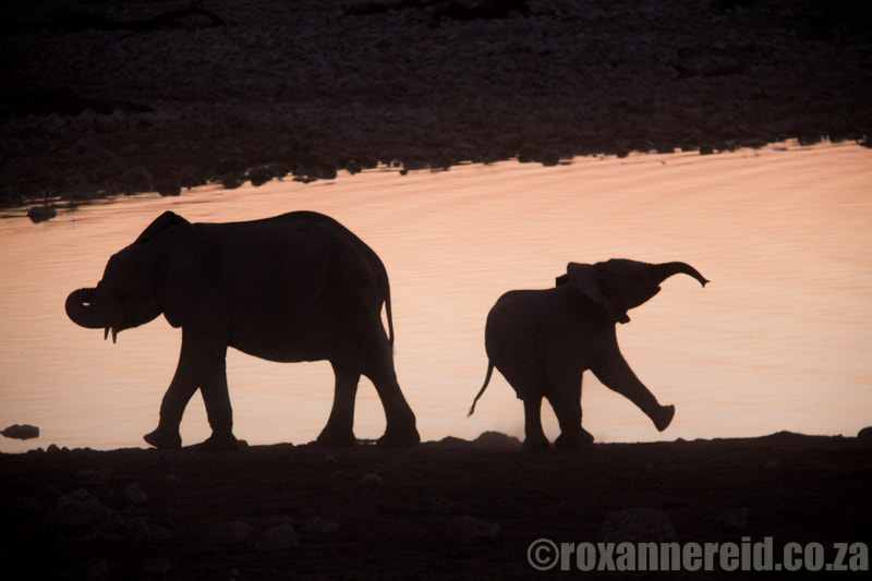 Etosha safari: Etosha elephants at Okaukuejo camp