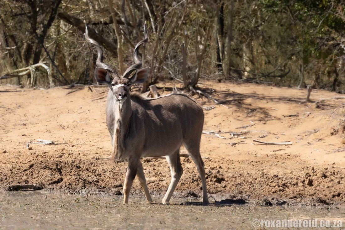 Marakele mammals: kudu