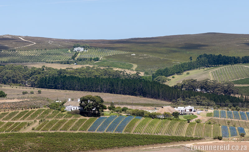 Hermanus wine tasting: vineyards in the Hemel-en-Aarde Valley