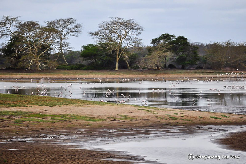Birding safari at Ndumo Game Reserve, KZN
