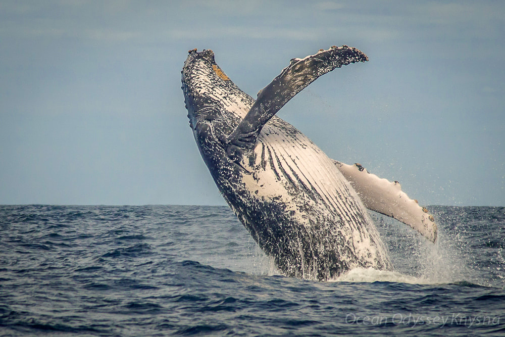 Things to do in Wilderness on the Garden Route: whale-watching