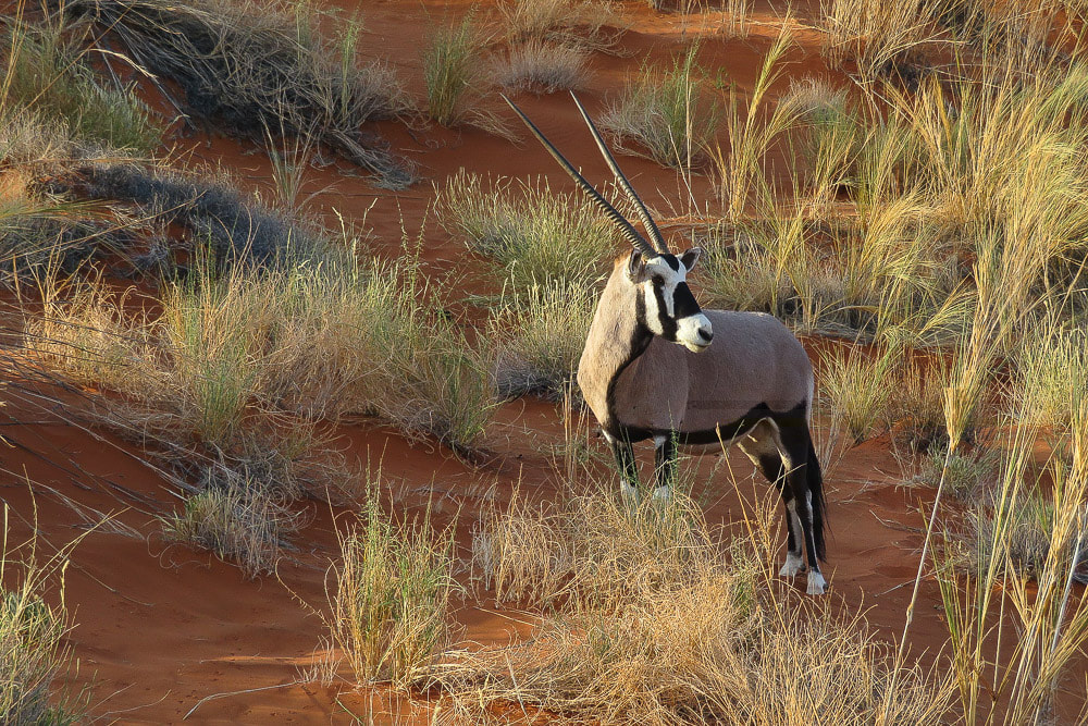 Kalahari oryx or gemsbok