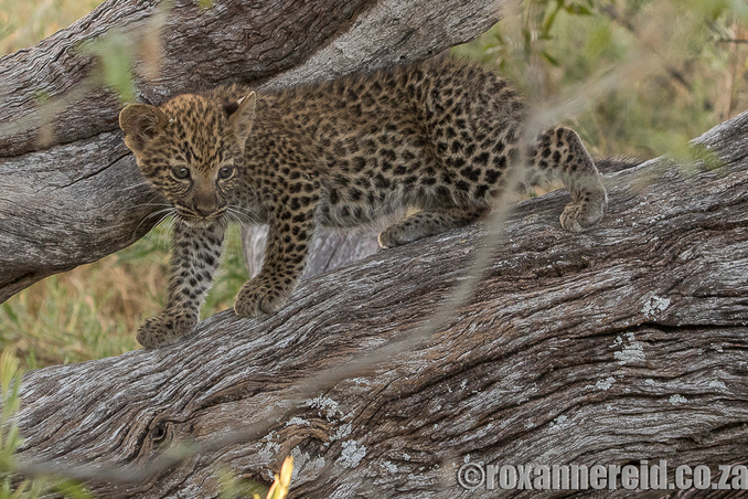 Leopard cub, Chitabe, Okavango, Botswana