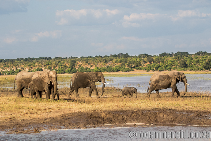 Elephants, Chobe River, Botswana