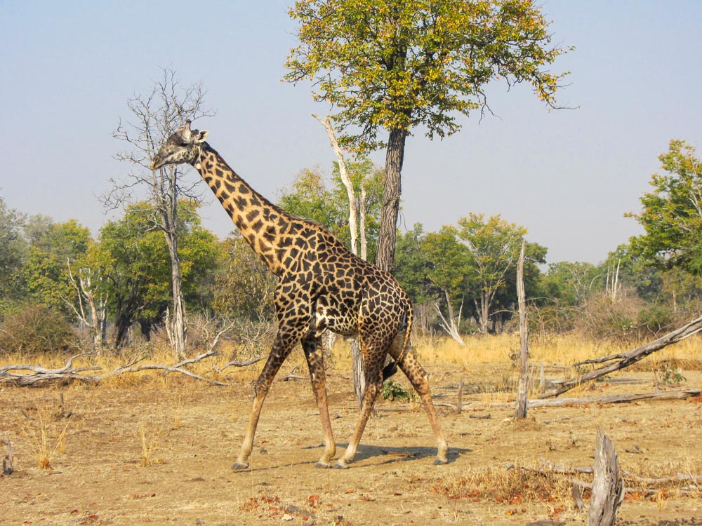 South Luangwa National Park safari, Zambia